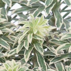 Euphorbia Silver Edge 4.5 Litre